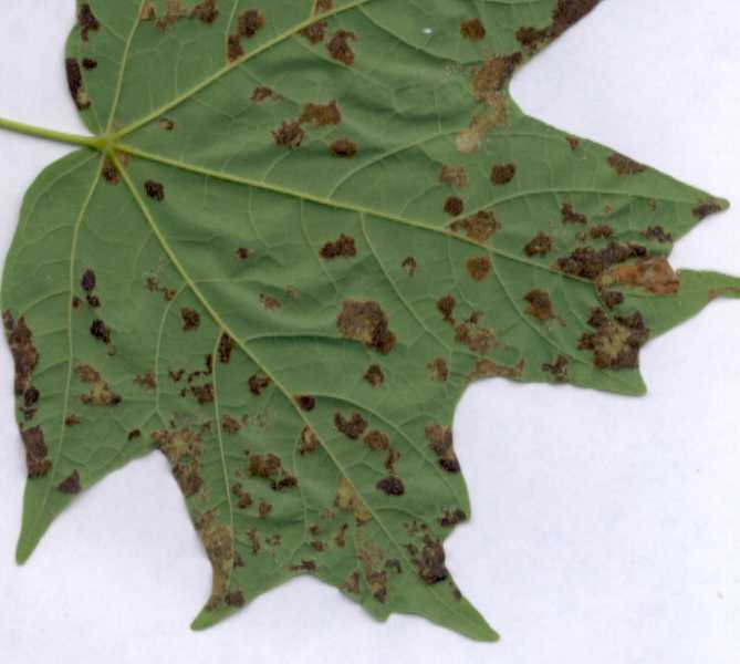 Leaf Spot Diseases of Shade Trees and Ornamentals